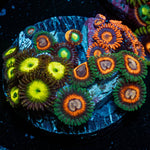 Multi Plug Zoanthid - riptide aquaculture llc