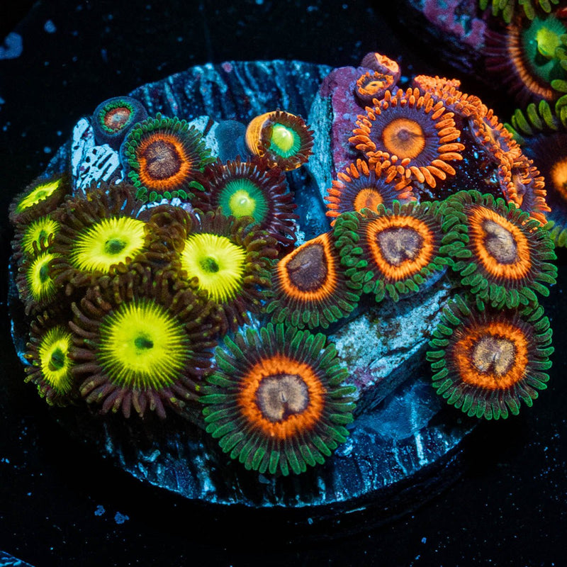 Multi Plug Zoanthid