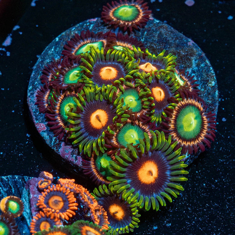 Multi Plug Zoanthid