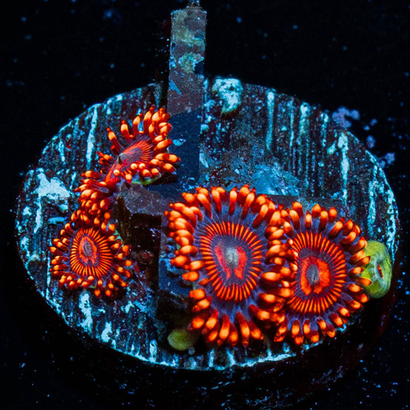 Twizzler Zoanthid