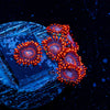 Twizzler Zoanthid - riptide aquaculture llc
