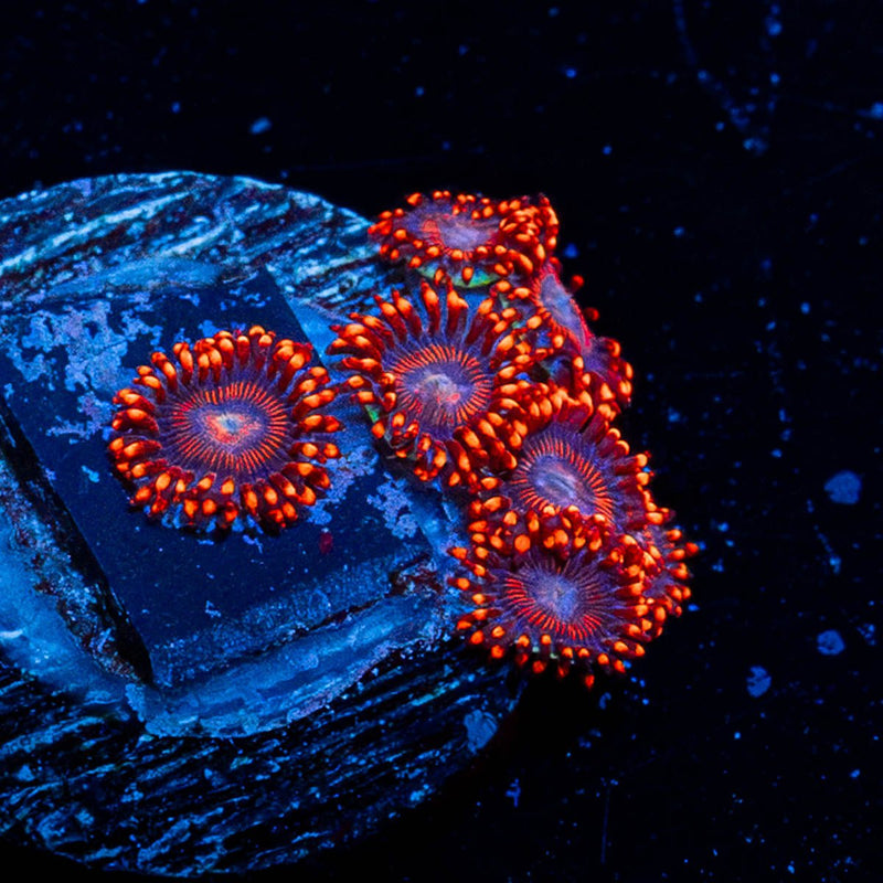 Twizzler Zoanthid