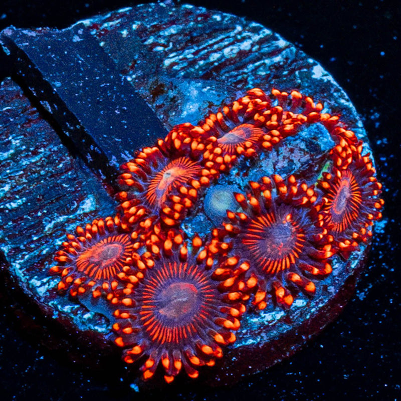 Twizzler Zoanthid