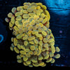 Assorted Gold Hammer - riptide aquaculture llc