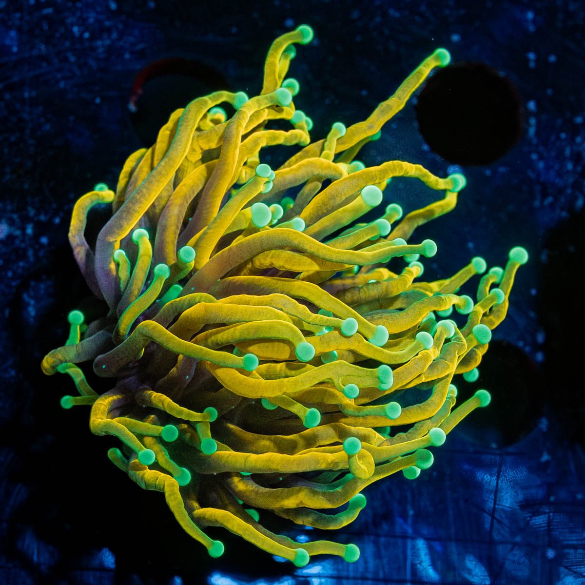 Blow Torch - riptide aquaculture llc
