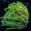 21 Tails Torch - riptide aquaculture llc