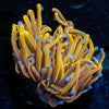 24k Torch - riptide aquaculture llc