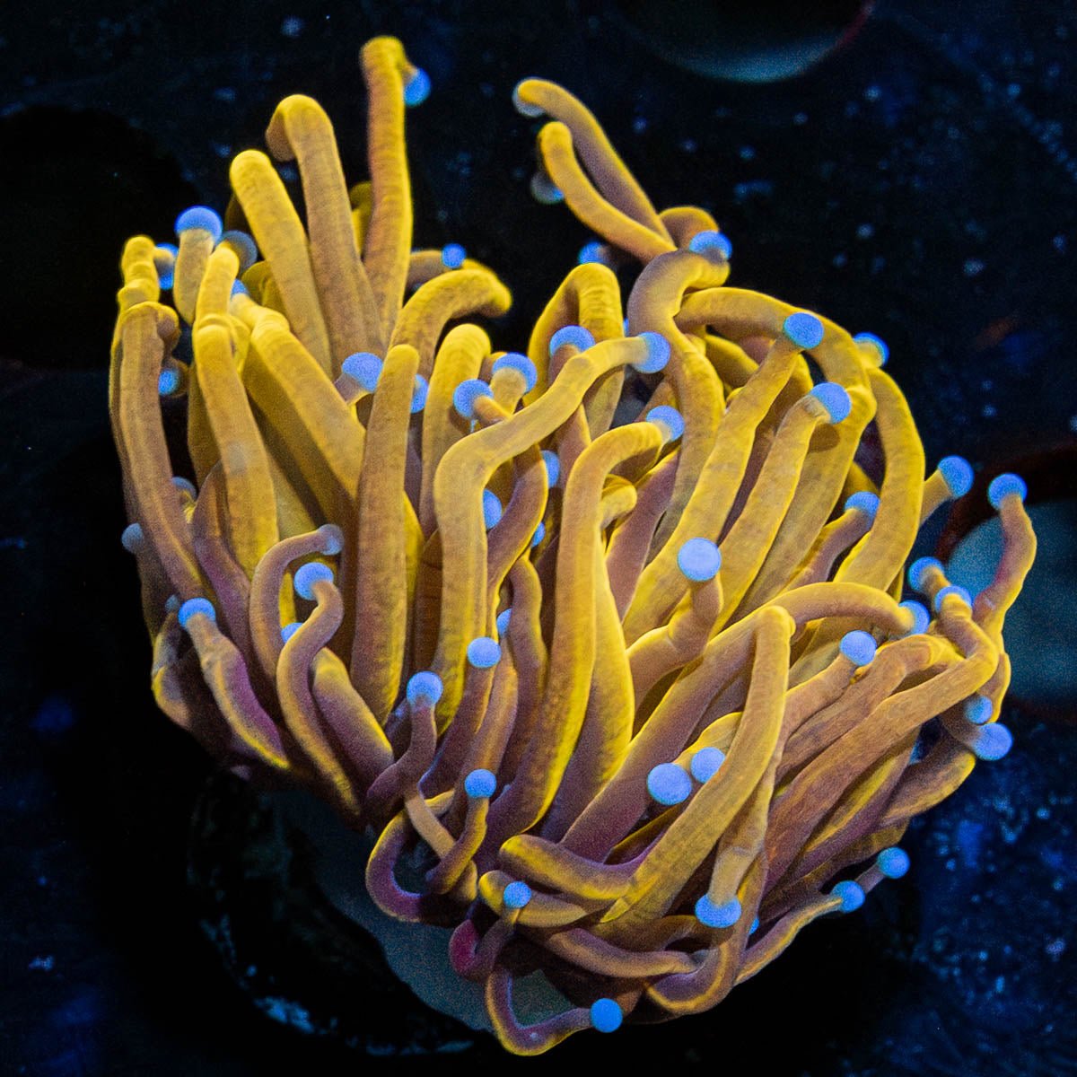 24k Torch - riptide aquaculture llc