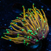 21 Tails Torch - riptide aquaculture llc
