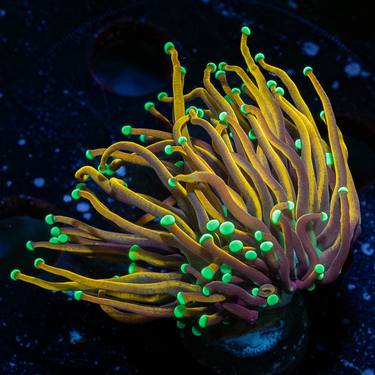 21 Tails Torch - riptide aquaculture llc