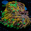 Jester Torch - riptide aquaculture llc