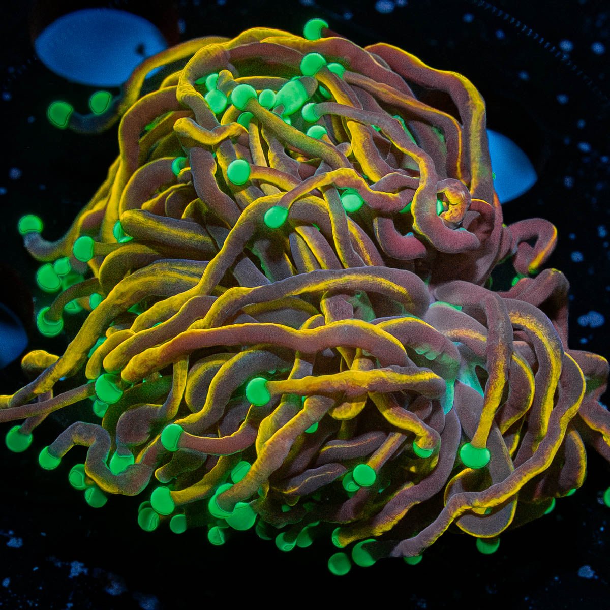 Jester Torch - riptide aquaculture llc
