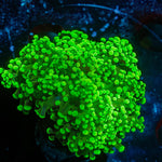 Branching Frogspawn - riptide aquaculture llc