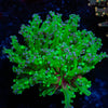 Branching Frogspawn - riptide aquaculture llc