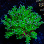 Branching Frogspawn - riptide aquaculture llc