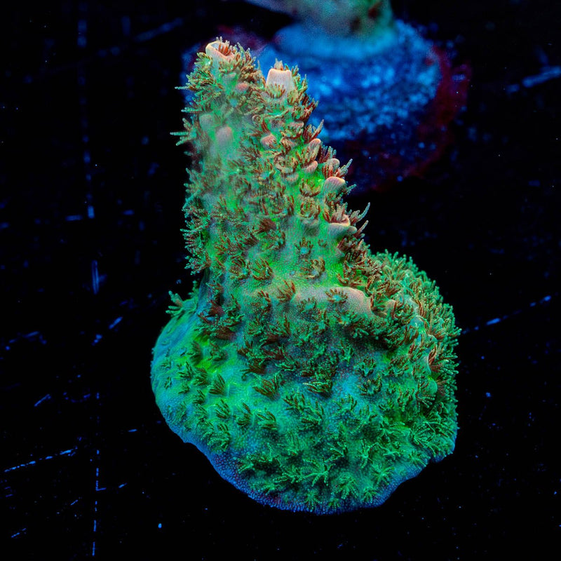 Robat Santa clause acropora