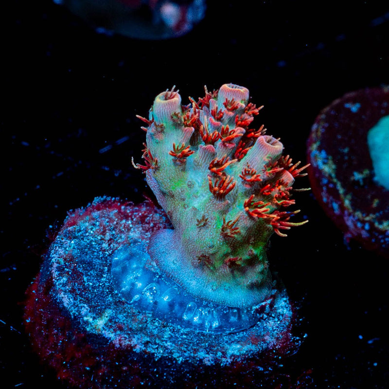 Princess Peach Acropora