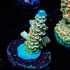 Chevron Tenuis - riptide aquaculture llc