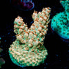 Temporal Distortion Acropora - riptide aquaculture llc