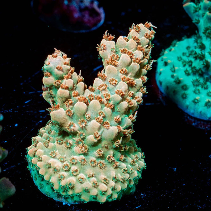 Temporal Distortion Acropora