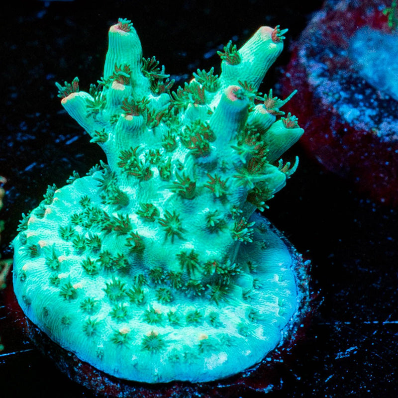 Yoda Acropora