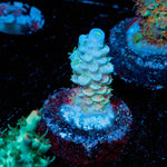 TSA Rainbow Fusion Acropora - riptide aquaculture llc