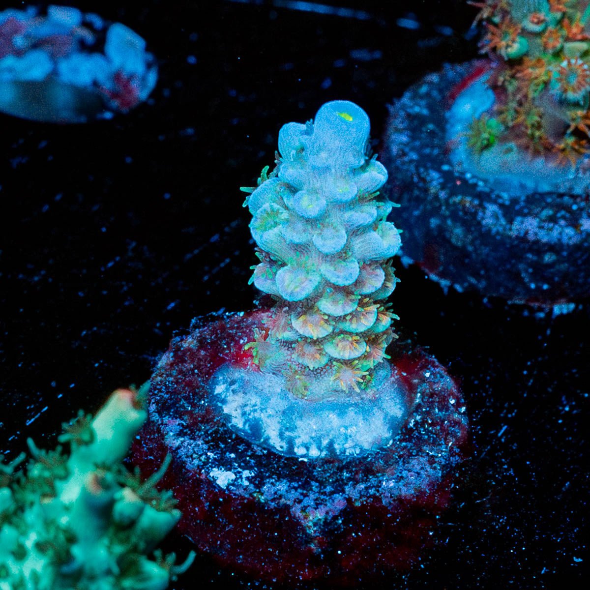 TSA Rainbow Fusion Acropora - riptide aquaculture llc