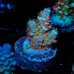 Globe Master Acropora - riptide aquaculture llc