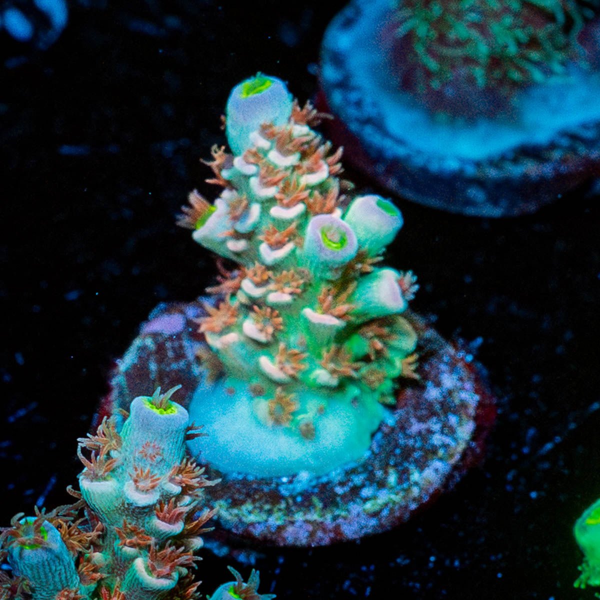 Chevron Tenuis - riptide aquaculture llc
