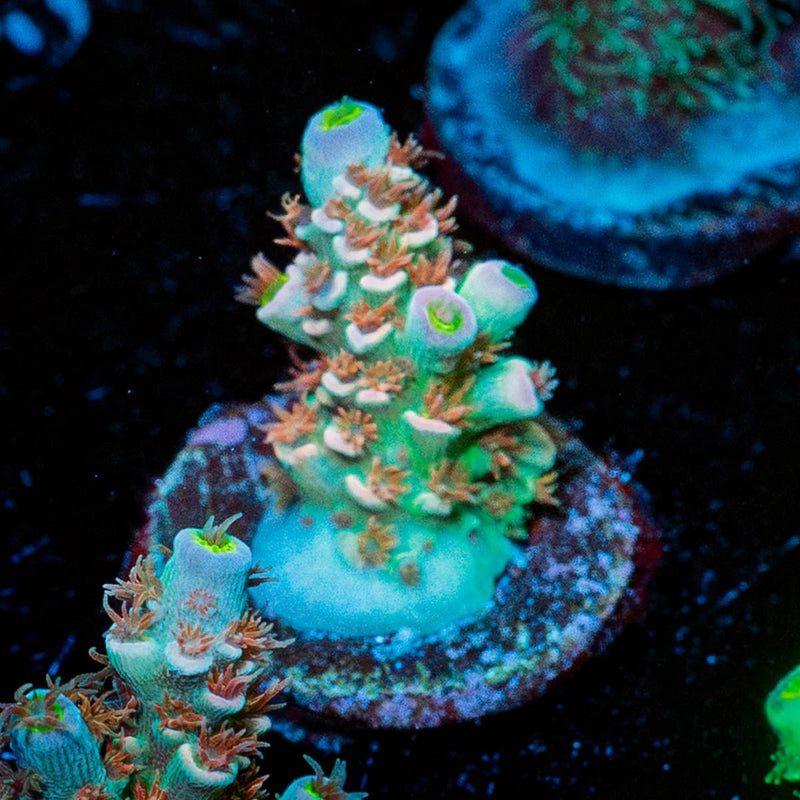 Chevron Tenuis