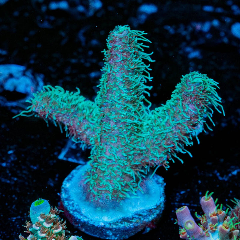 Spearmint Millepora