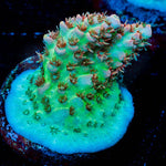 Princess Peach Acropora - riptide aquaculture llc