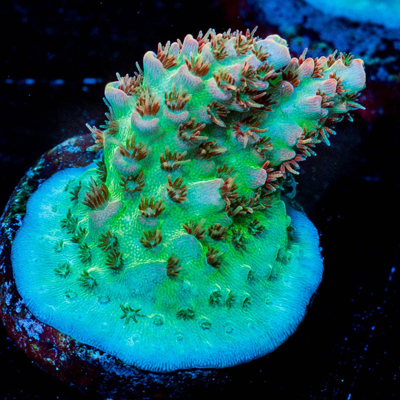 Princess Peach Acropora