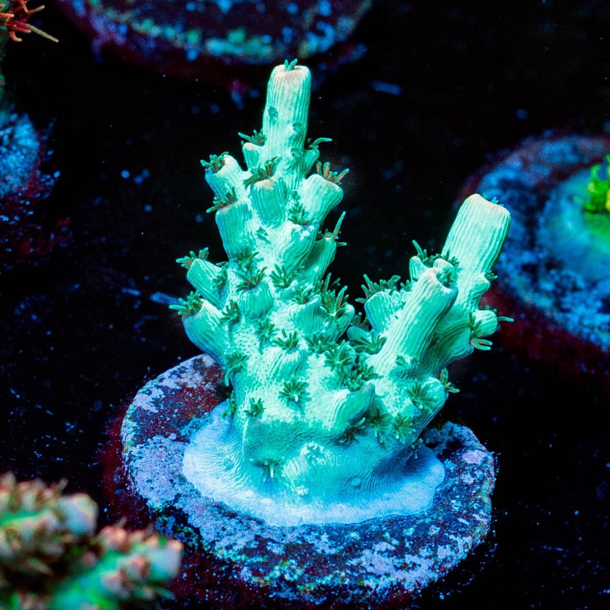Yoda Acropora - riptide aquaculture llc