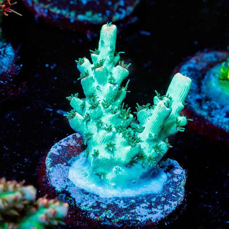 Yoda Acropora