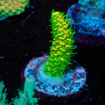 Acid Trip Millepora - riptide aquaculture llc