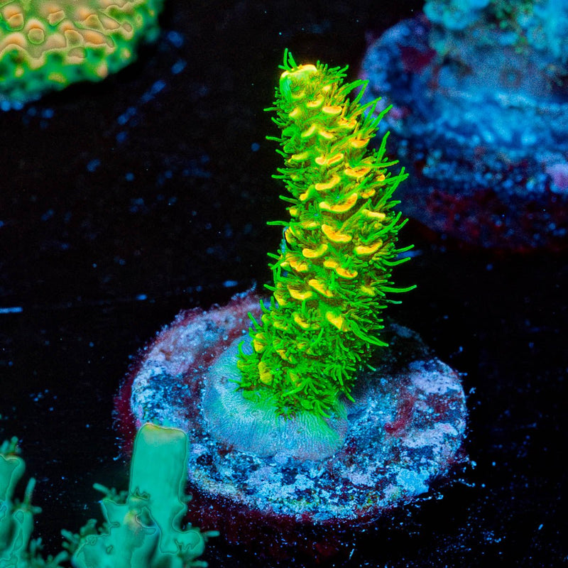 Acid Trip Millepora