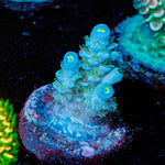 TSA Rainbow Fusion Acropora - riptide aquaculture llc