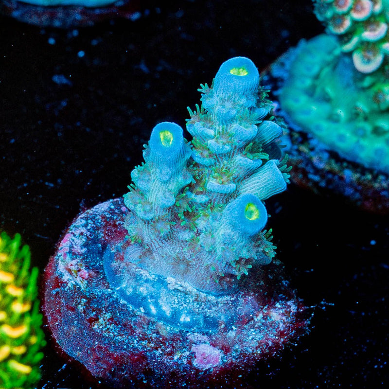 TSA Rainbow Fusion Acropora