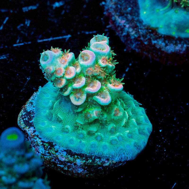 circus Freak Acropora