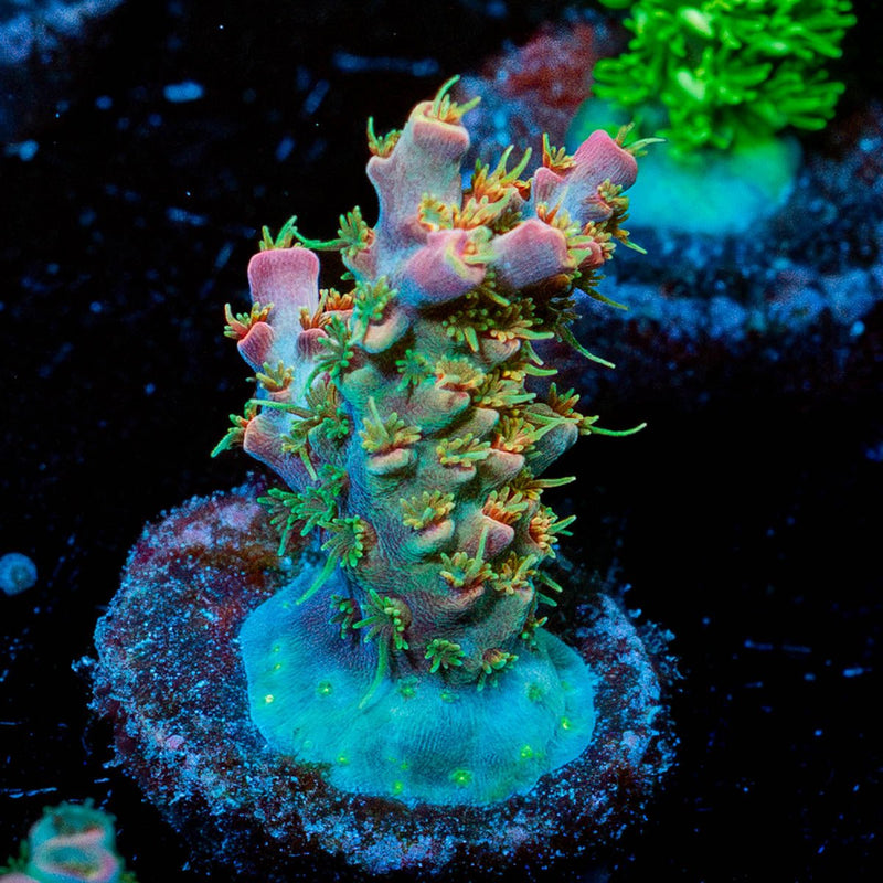 Buzz Lightyear Acropora