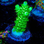 Domicile Disruptor Acropora - riptide aquaculture llc