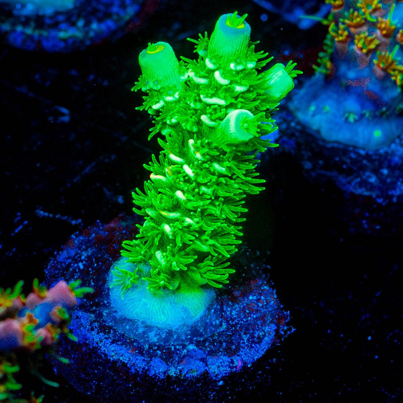 Domicile Disruptor Acropora