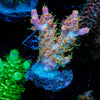Buzz Lightyear Acropora - riptide aquaculture llc