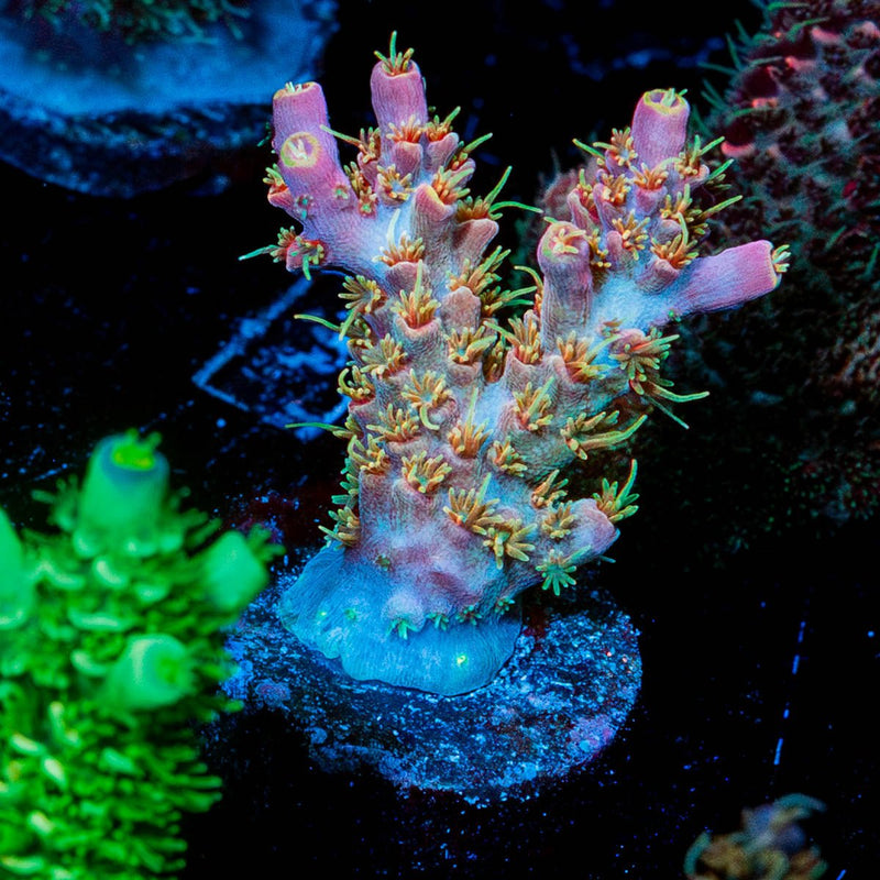Buzz Lightyear Acropora