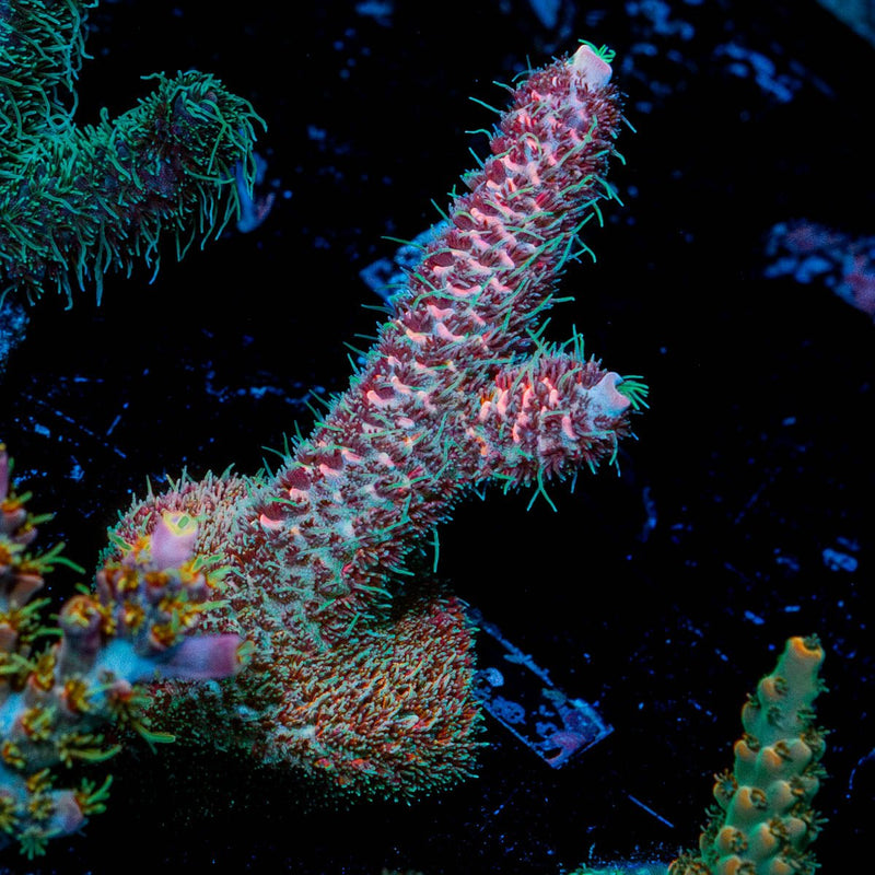 Judge Judy Acropora