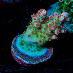 Princess Peach Acropora - riptide aquaculture llc
