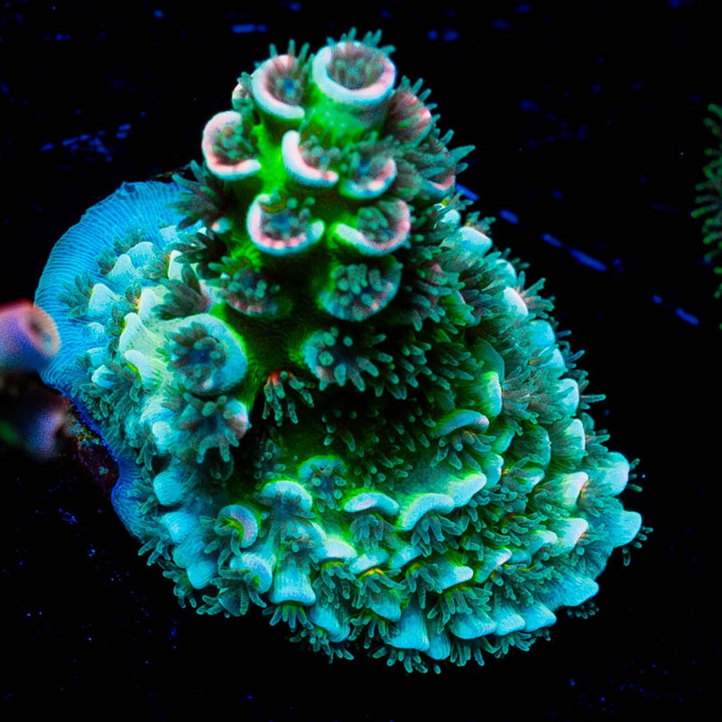 circus Freak Acropora