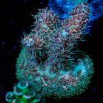 Sky Walker Millepora - riptide aquaculture llc