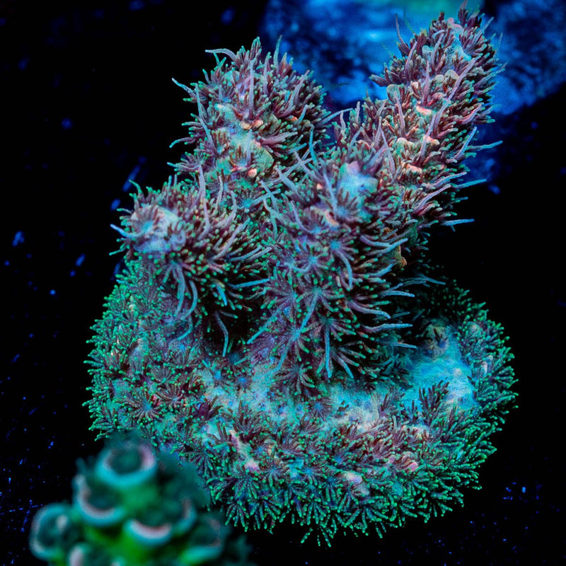 Sky Walker Millepora